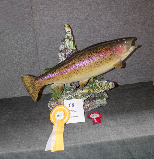 Trota iridea